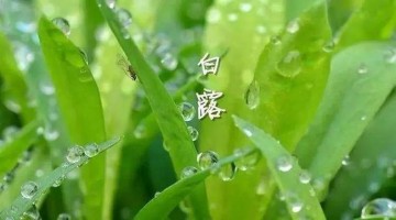 涼風(fēng)至，白露降